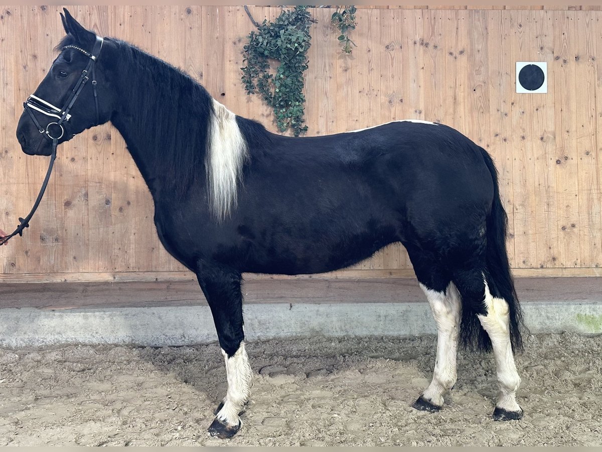 Barock Pinto Jument 3 Ans 157 cm Pinto in Riedlingen