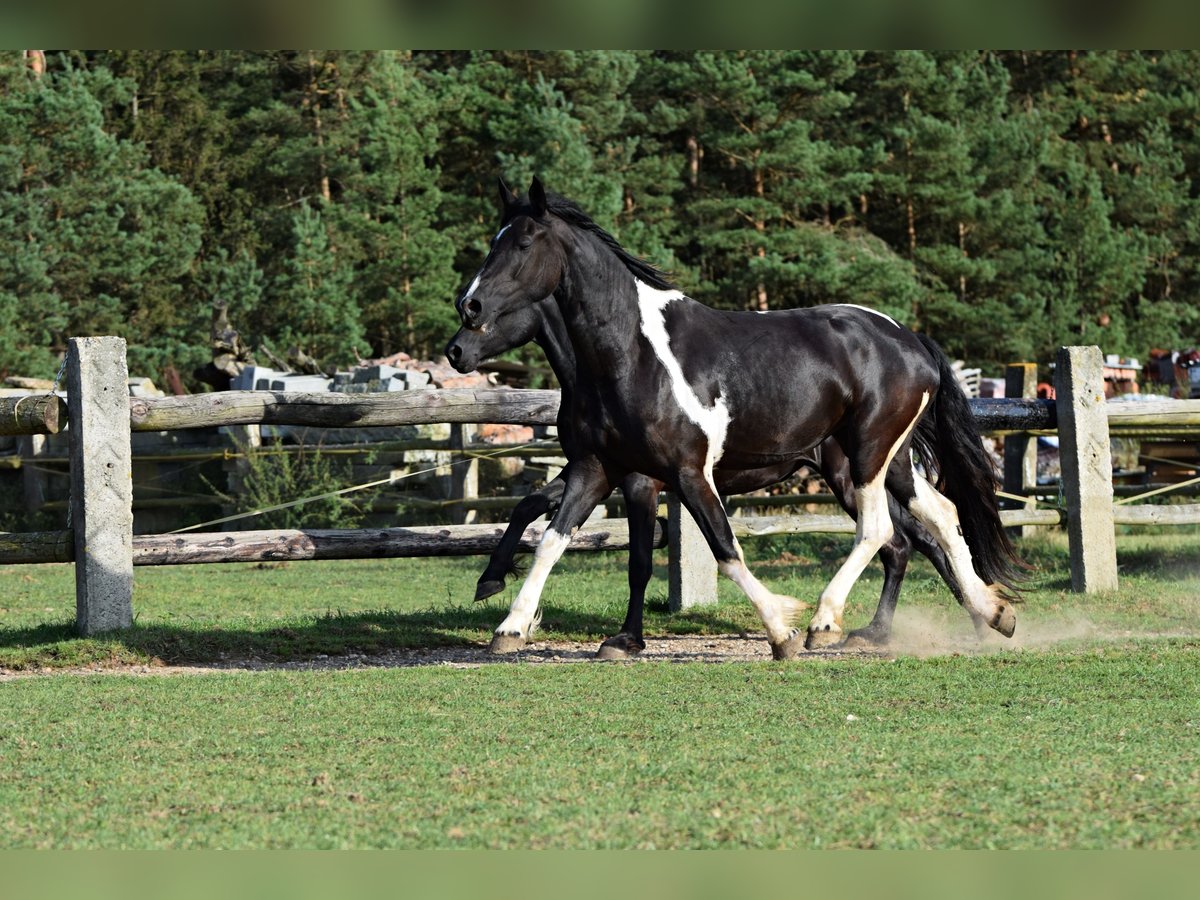 Barock Pinto Jument 4 Ans 177 cm Tobiano-toutes couleurs in Pilsen