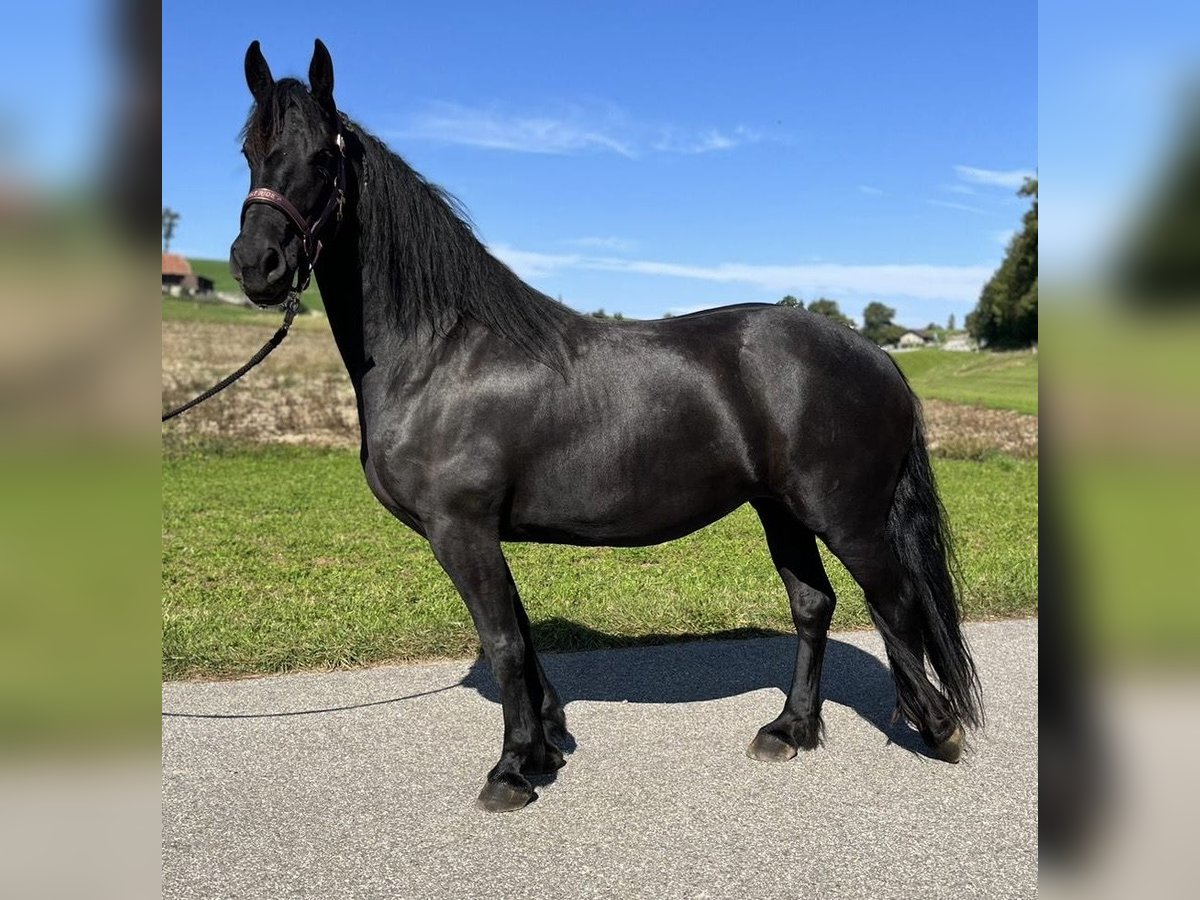 Barock Pinto Jument 6 Ans 168 cm Noir in Schmidigen-Mühleweg