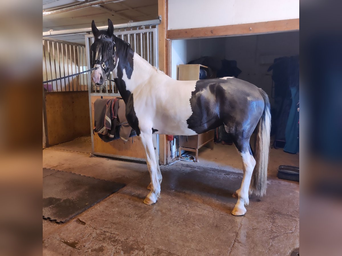 Barock Pinto Jument 6 Ans 173 cm Tobiano-toutes couleurs in Porvoo