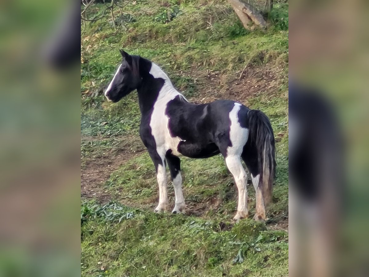 Barock Pinto Merrie 11 Jaar 164 cm Gevlekt-paard in Bassano del grappa VI