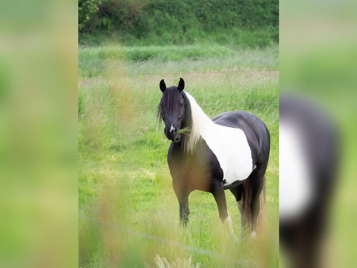 Barock Pinto Merrie 12 Jaar 162 cm Gevlekt-paard in Melle