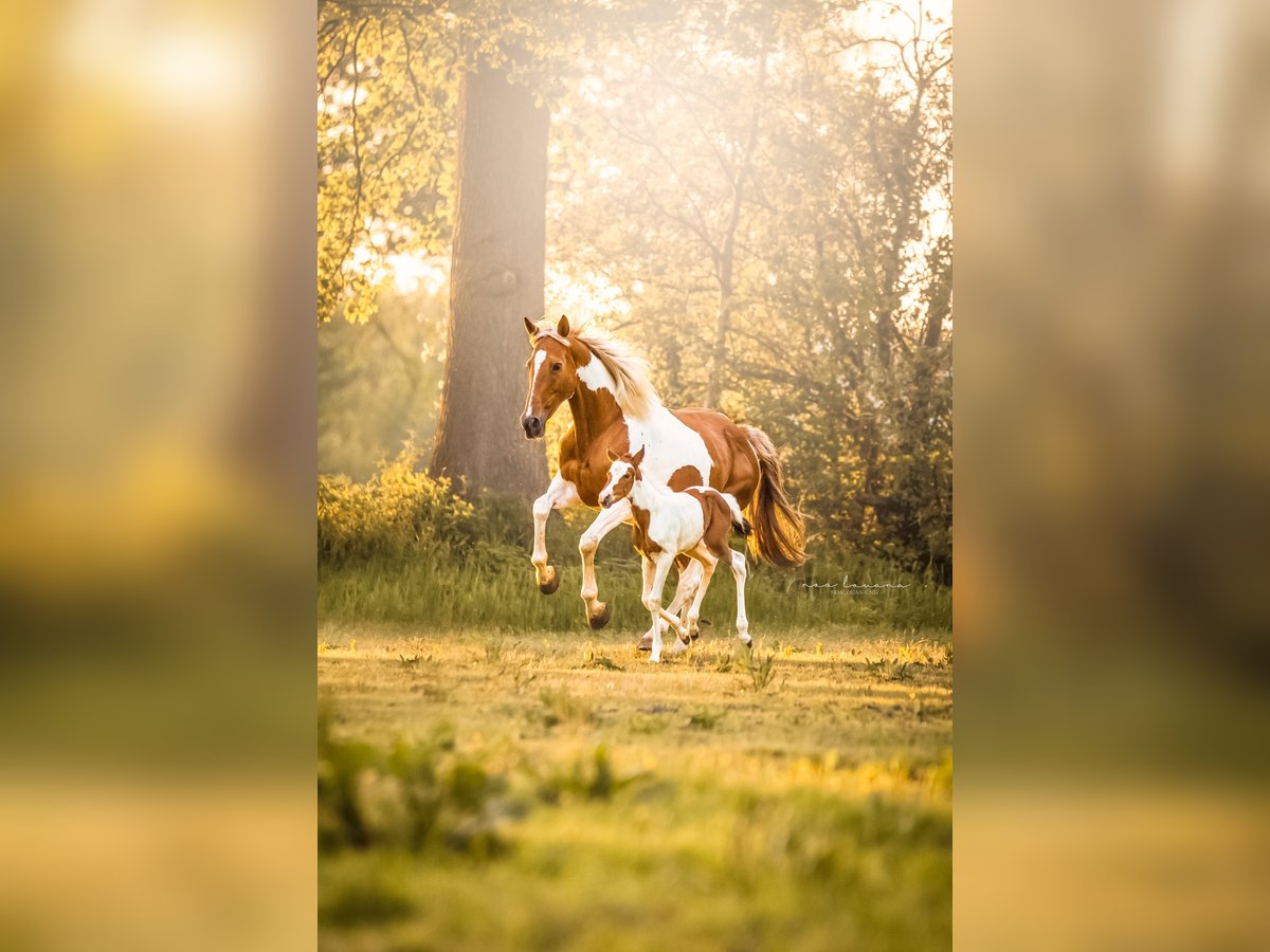 Barock Pinto Mix Merrie 14 Jaar 163 cm Gevlekt-paard in Borne