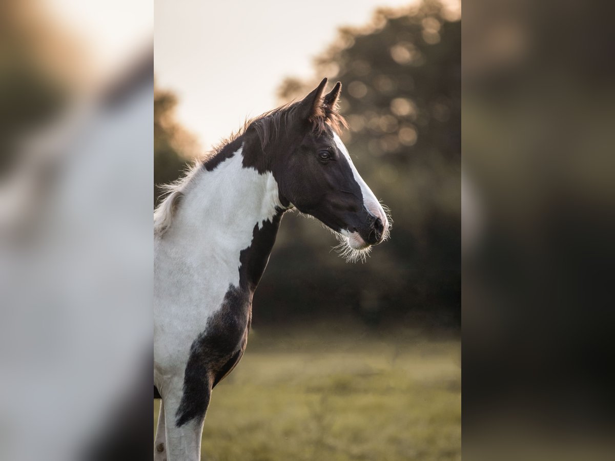 Barock Pinto Merrie 1 Jaar 156 cm Gevlekt-paard in Uelsen