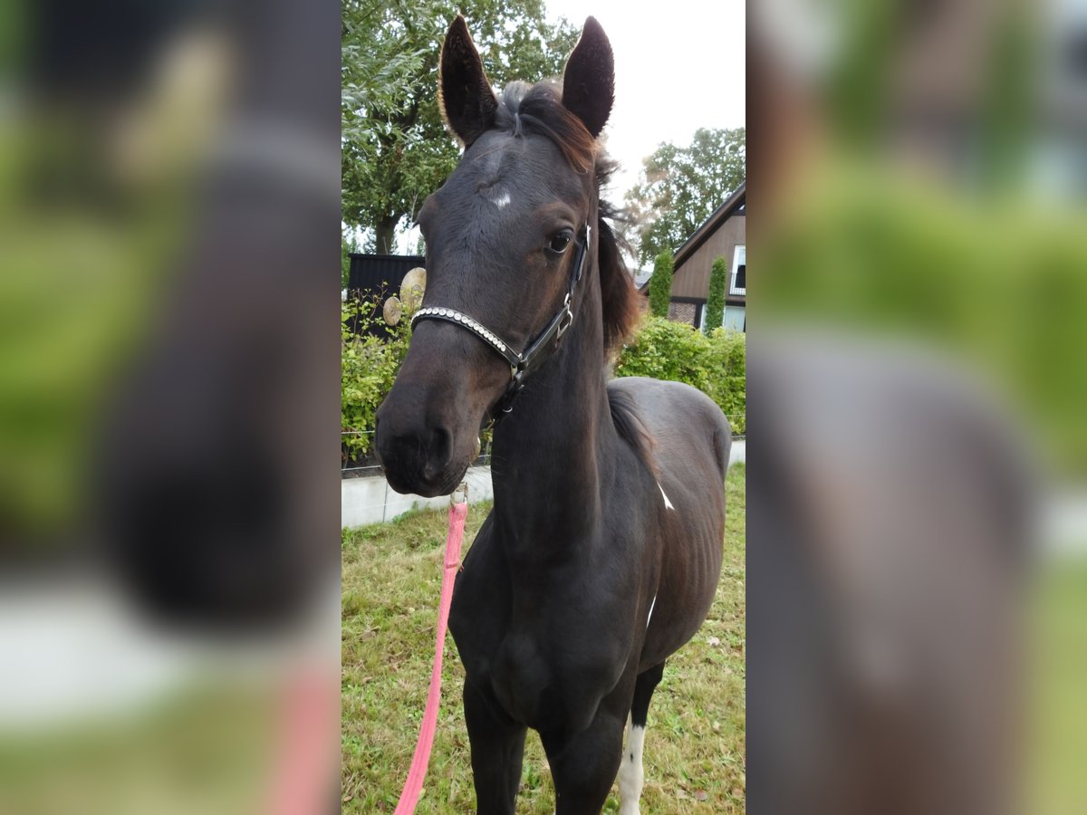 Barock Pinto Mix Merrie 1 Jaar Gevlekt-paard in Grafhorst