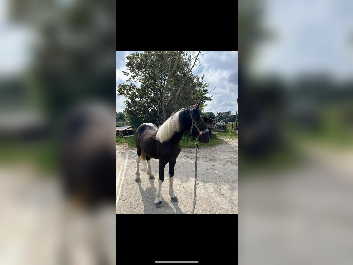 Barock Pinto Mix Merrie 2 Jaar 140 cm Gevlekt-paard in Hendrik-Ido-Ambacht