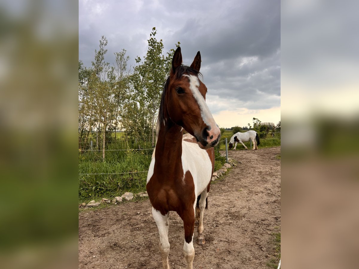 Barock Pinto Merrie 2 Jaar 165 cm Gevlekt-paard in Kockengen