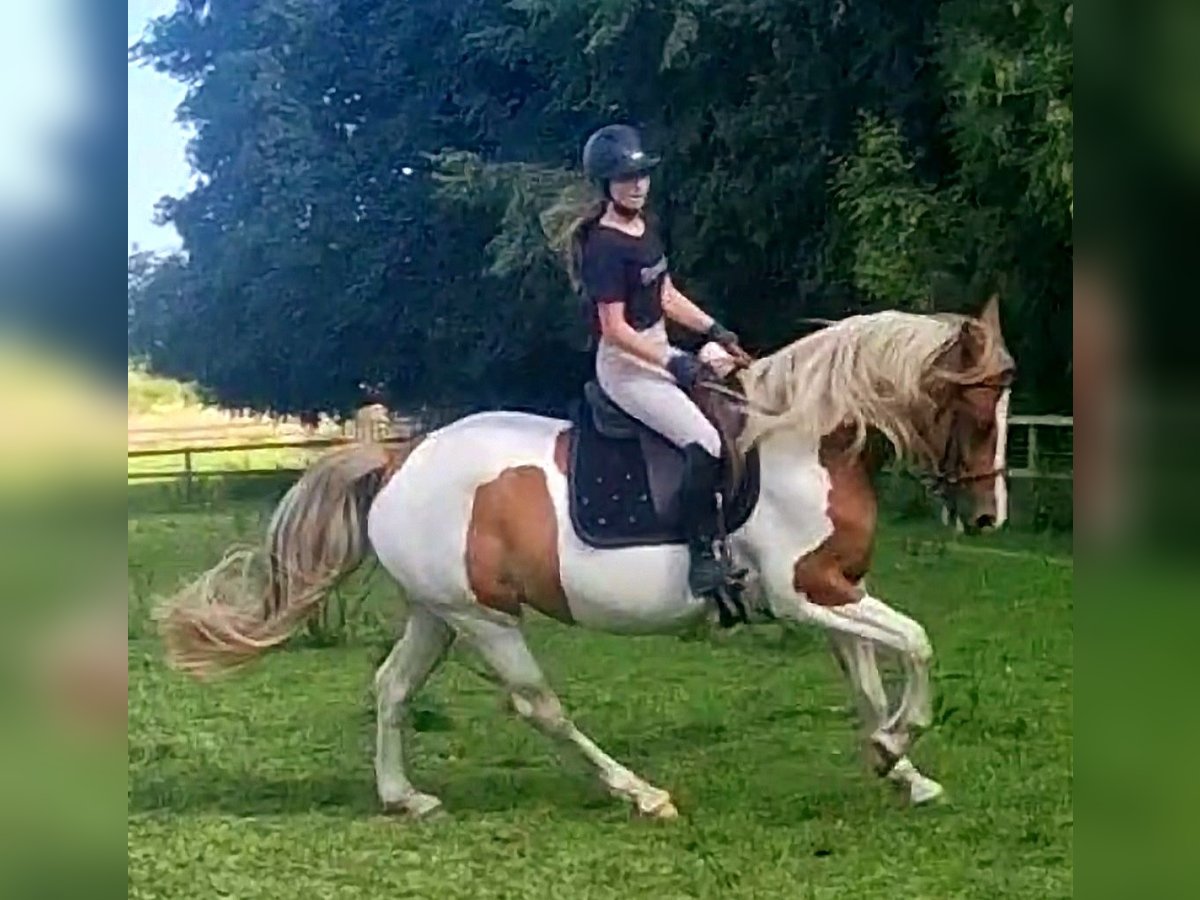 Barock Pinto Merrie 5 Jaar 162 cm Gevlekt-paard in Visselh&#xF6;vede