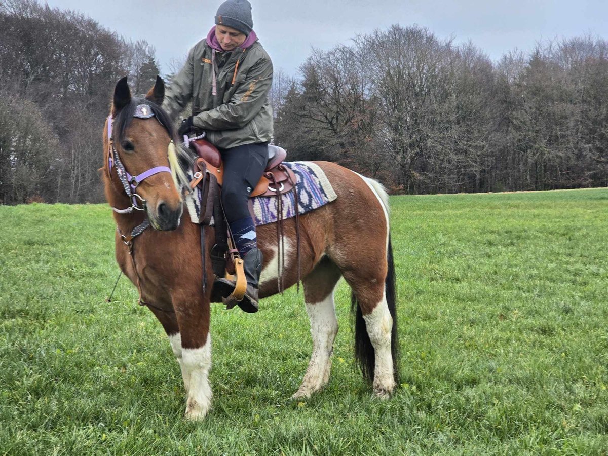 Barock Pinto Mix Merrie 6 Jaar 142 cm Gevlekt-paard in Linkenbach