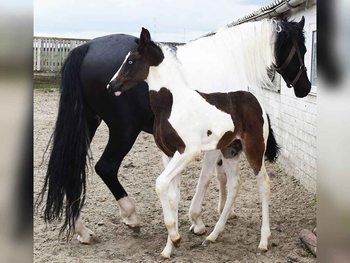 Barock Pinto Merrie 7 Jaar 166 cm Gevlekt-paard in HONTOBA