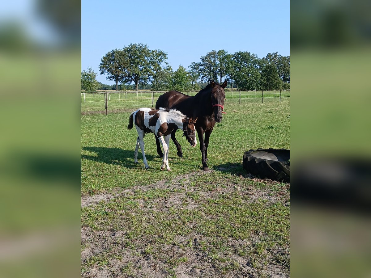 Barock Pinto Merrie veulen (06/2024) 110 cm Gevlekt-paard in Geeste