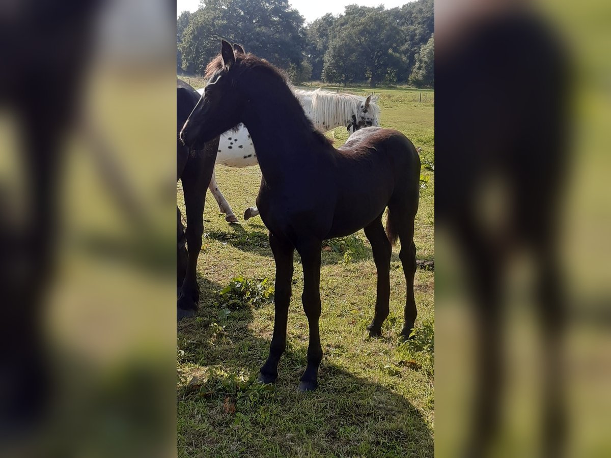 Barock Pinto Merrie veulen (04/2024) Zwart in Emlichheim