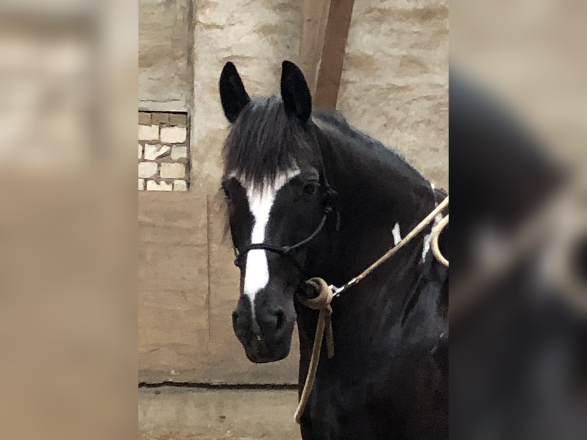 Barock Pinto Ruin 13 Jaar 169 cm Gevlekt-paard in Hilden