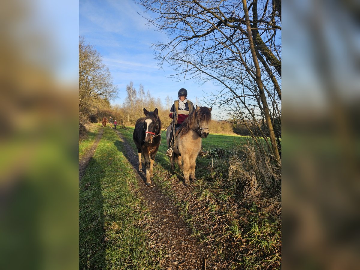 Barock Pinto Ruin 2 Jaar 160 cm Gevlekt-paard in Zweibrücken