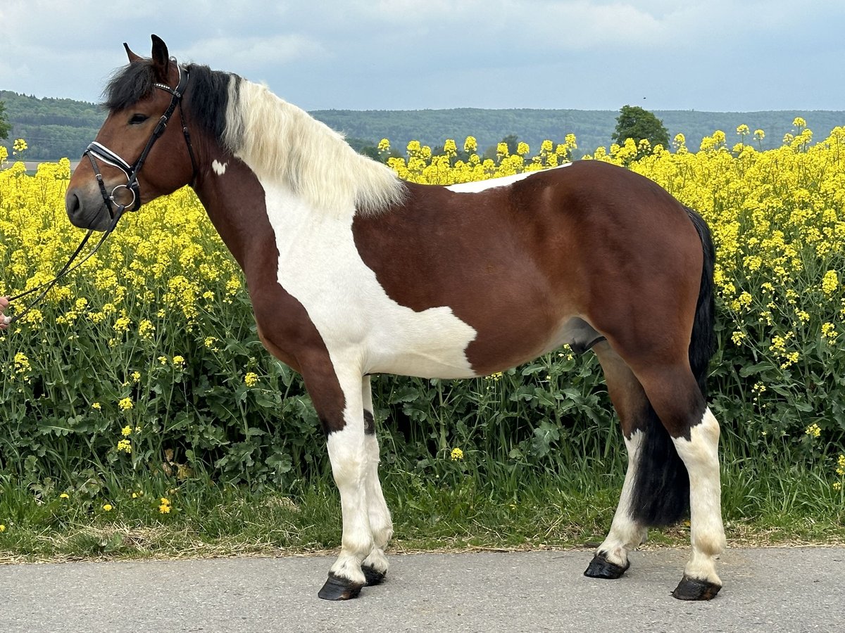 Barock Pinto Ruin 3 Jaar 155 cm Gevlekt-paard in Riedlingen