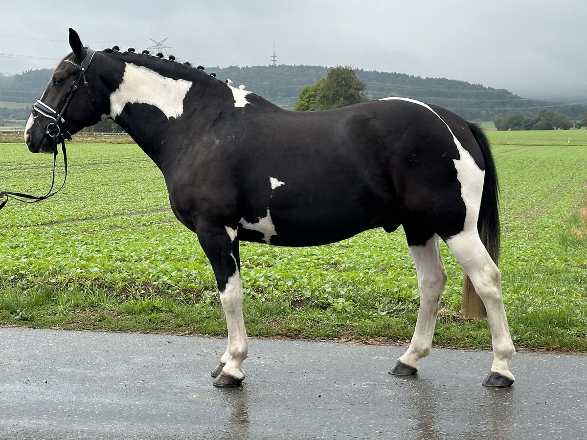 Barock Pinto Mix Ruin 4 Jaar 154 cm Gevlekt-paard in Riedlingen