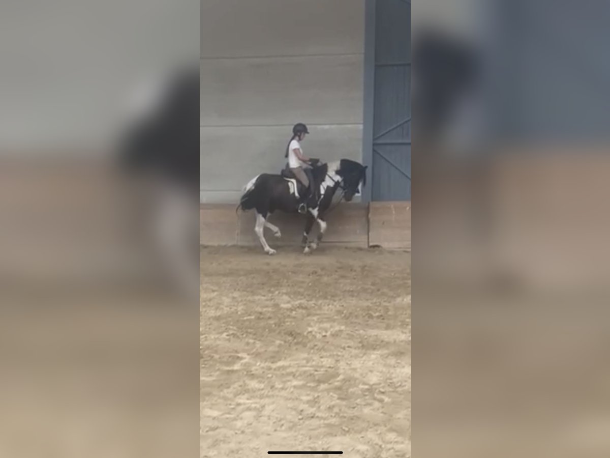 Barock Pinto Ruin 4 Jaar 160 cm Gevlekt-paard in El Barco De Avila