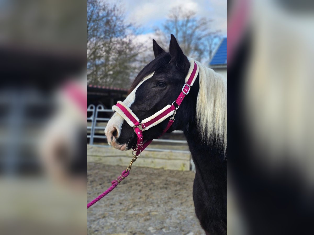 Barock Pinto Ruin 4 Jaar 160 cm Gevlekt-paard in Bad Camberg