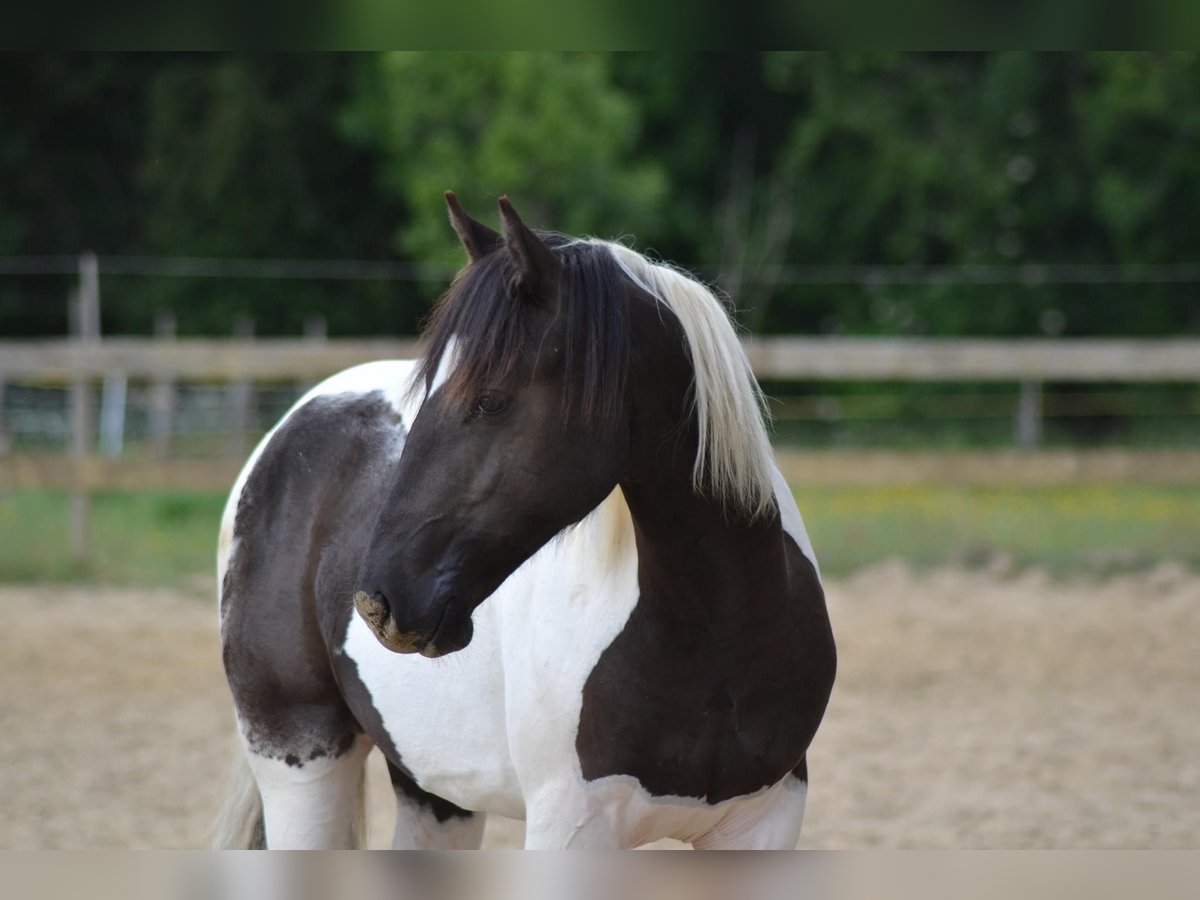 Barock Pinto Mix Ruin 6 Jaar 148 cm Gevlekt-paard in Posterholt