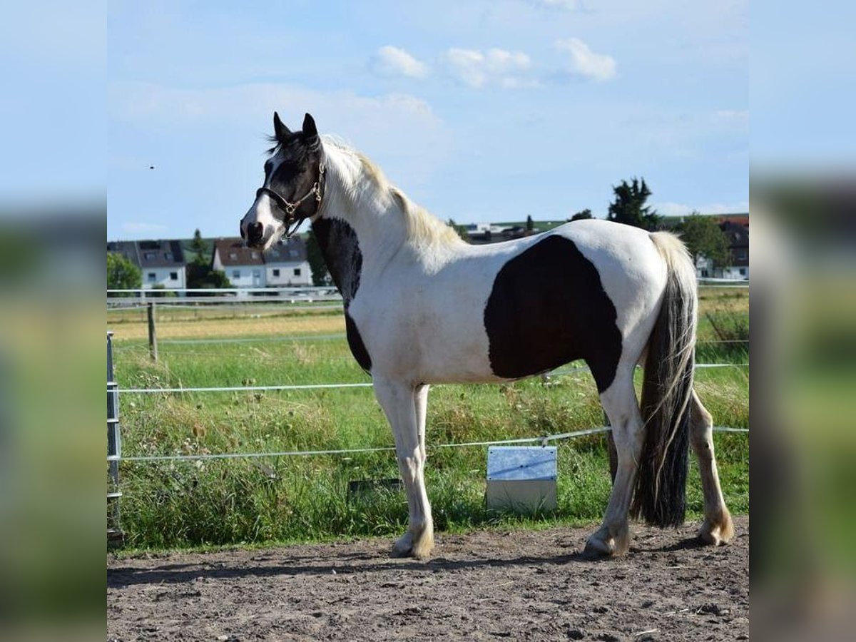 Barock Pinto Ruin 6 Jaar 158 cm Gevlekt-paard in Bodenheim