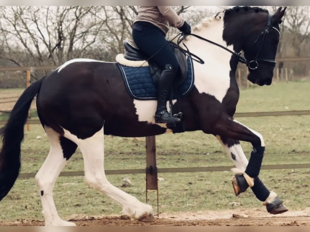 Barock Pinto Ruin 7 Jaar 168 cm Gevlekt-paard in Munster