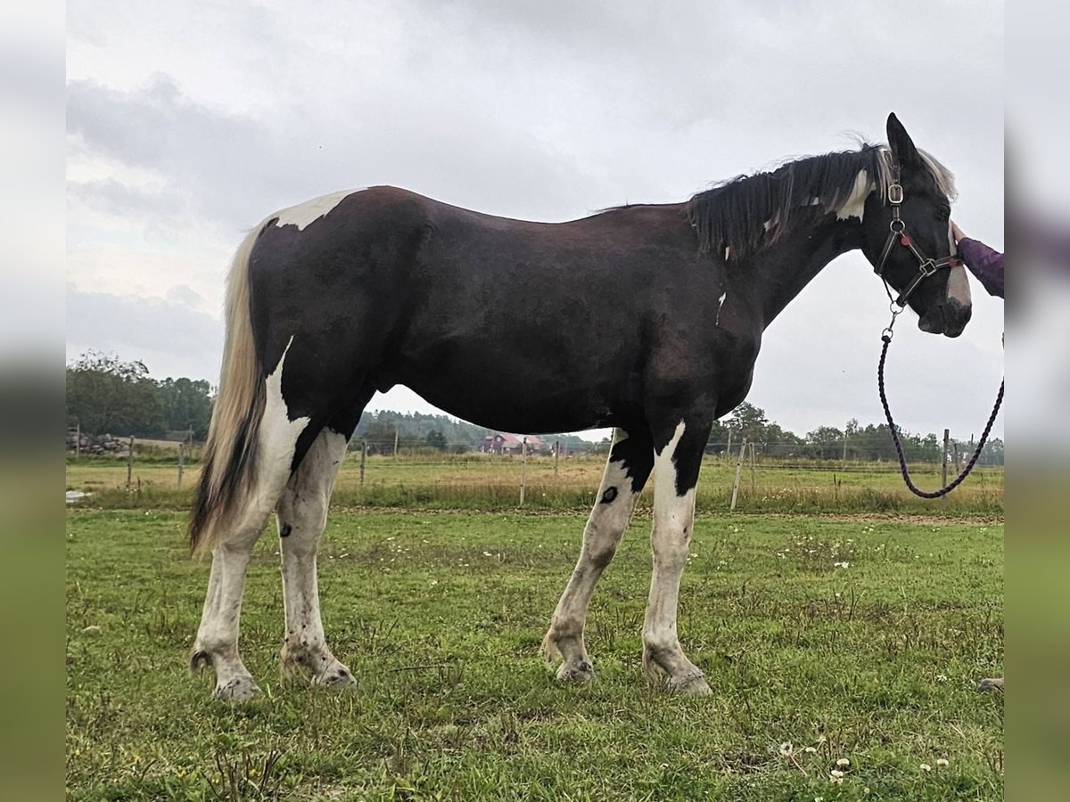 Barockpinto Hengst 1 Jahr 159 cm Tobiano-alle-Farben in Eskilstuna