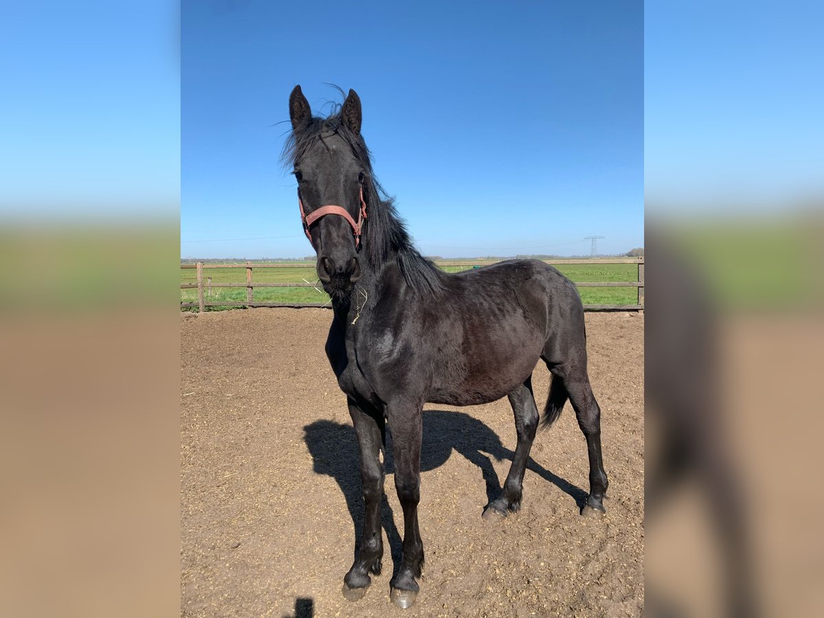 Barockpinto Hengst 1 Jahr Rappe in Gasselternijveen