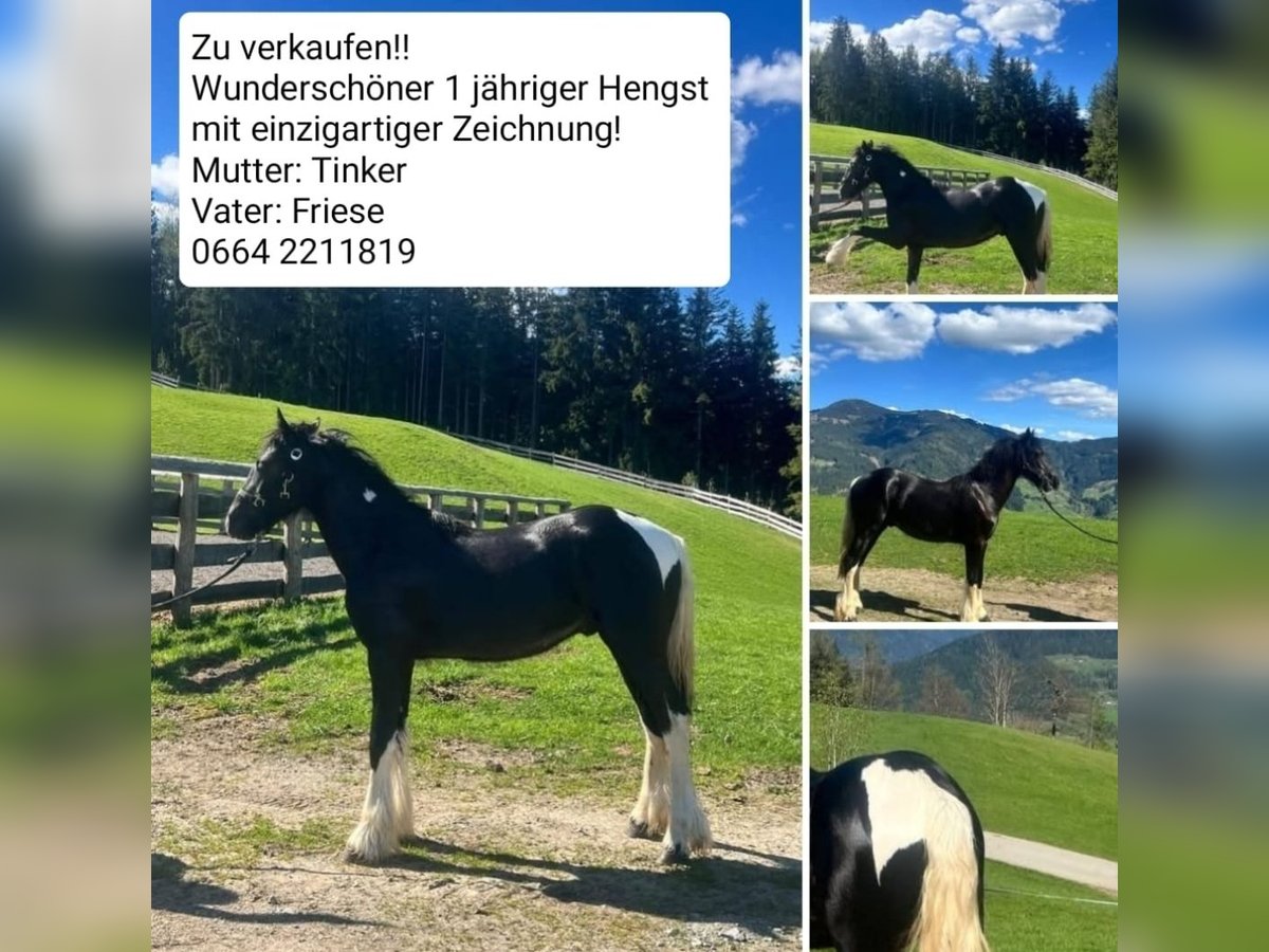 Barockpinto Mix Hengst 1 Jahr Schecke in St. Johann Im Pongau