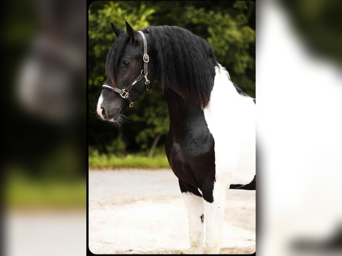 Barockpinto Hengst 2 Jahre 161 cm Schecke in Poeldijk
