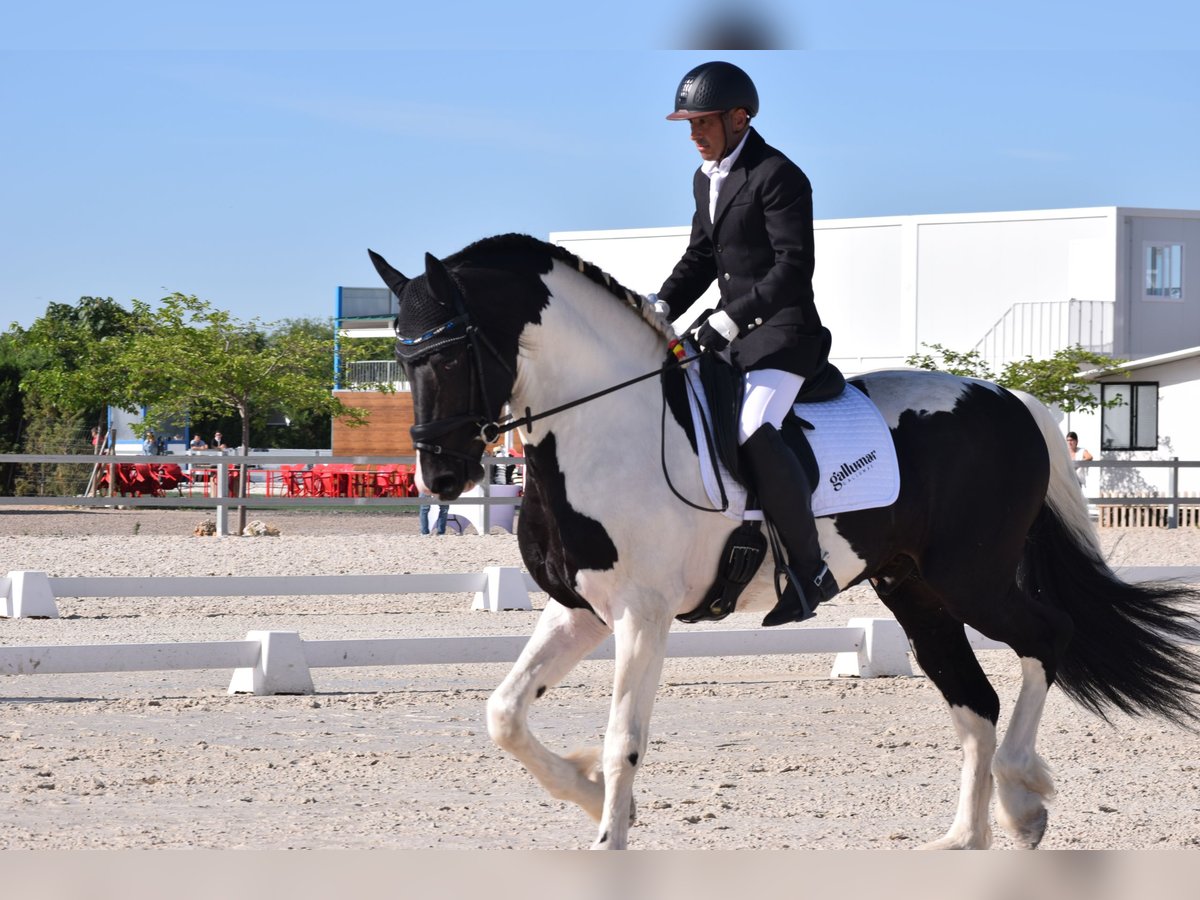 Barockpinto Hengst 4 Jahre 170 cm Schecke in Arganda Del Rey