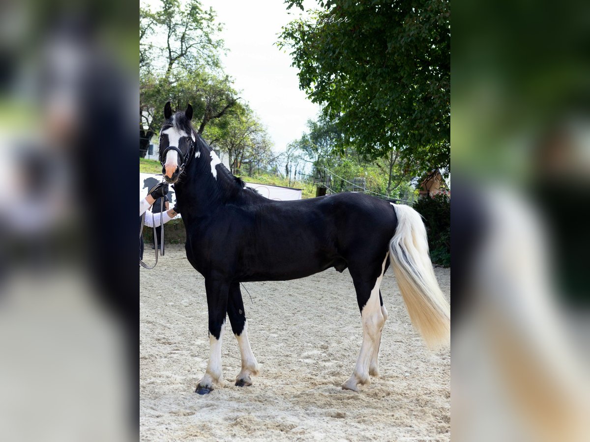 Barockpinto Hengst 5 Jahre 161 cm Schecke in Gmünd