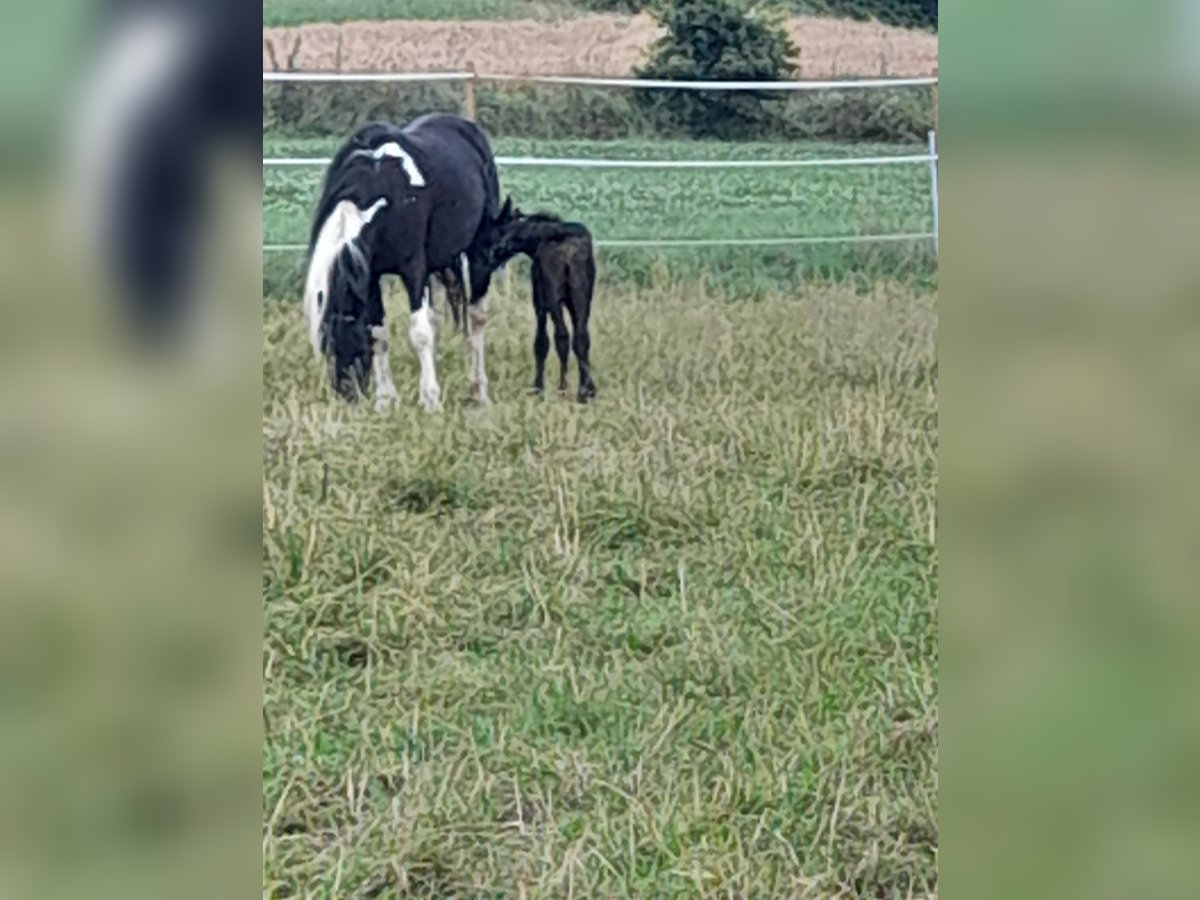 Barockpinto Hengst Fohlen (06/2024) 155 cm Rappe in Arrach