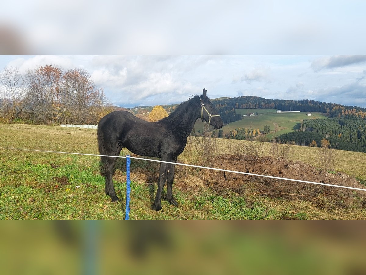 Barockpinto Hengst Fohlen (02/2025) 175 cm Rappe in Reichenfels