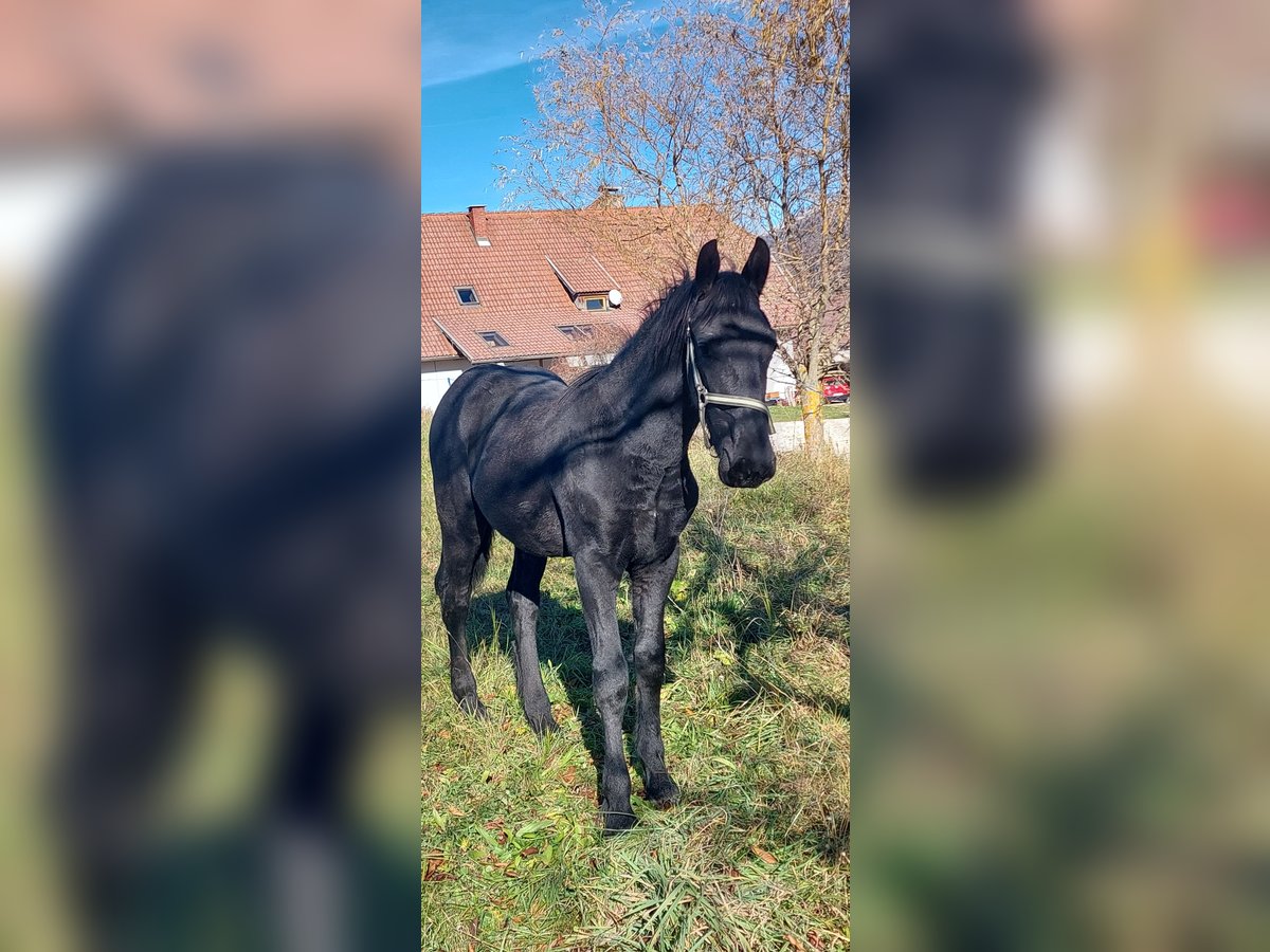 Barockpinto Hengst Fohlen (02/2025) 175 cm Rappe in Reichenfels