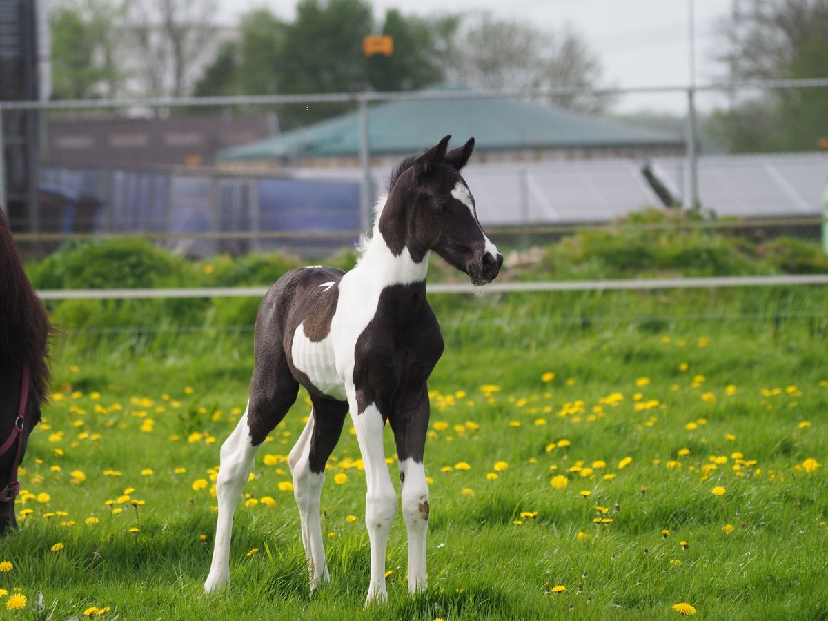 Barockpinto Hingst Föl (04/2024) Tobiano-skäck-alla-färger in Lelystad