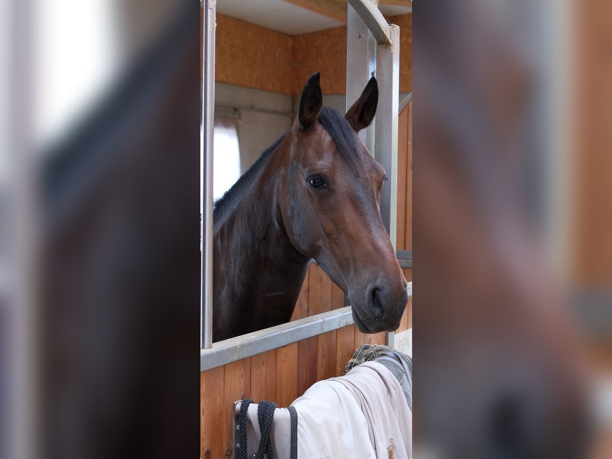 Barockpinto Stute 11 Jahre 158 cm Brauner in Zolling