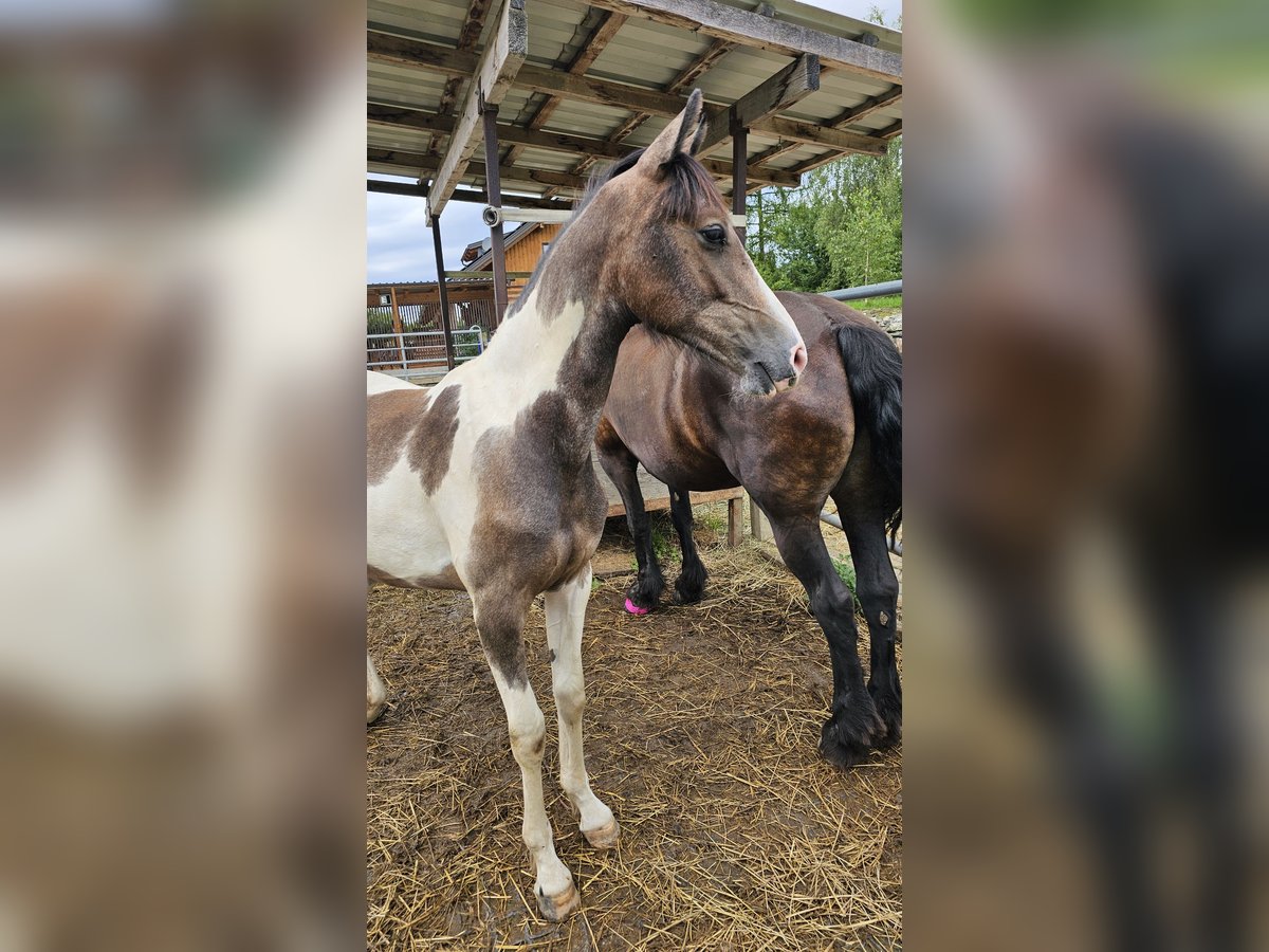 Barockpinto Mix Stute 1 Jahr 140 cm Schecke in Feldkirchen in K&#xE4;rnten