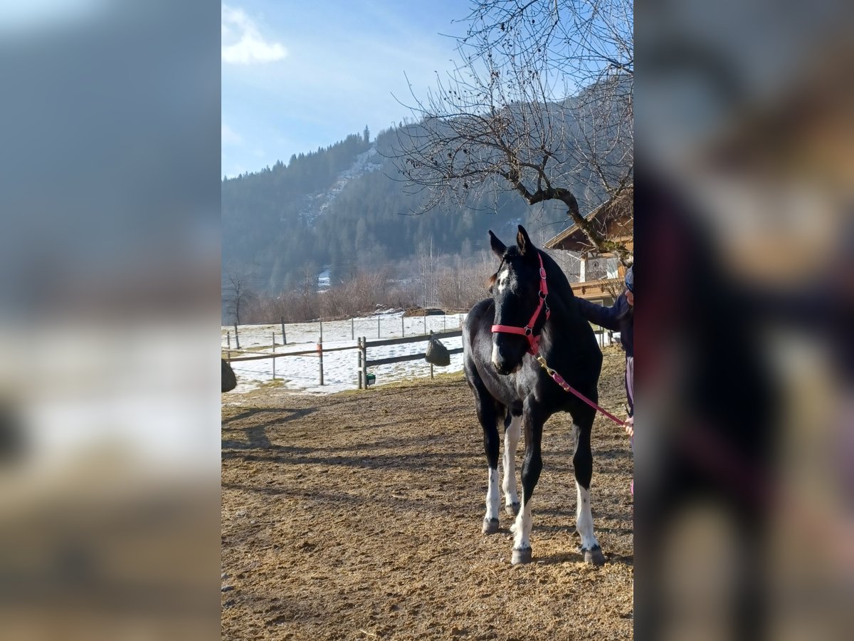 Barockpinto Stute 1 Jahr Schecke in Dorfgastein