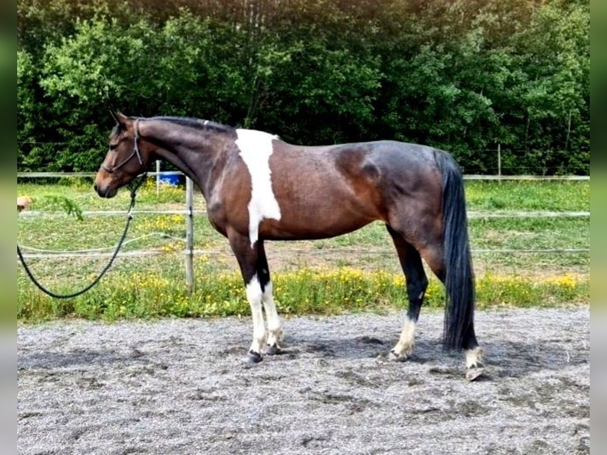 Barockpinto Stute 4 Jahre 163 cm Schecke in Söderköping