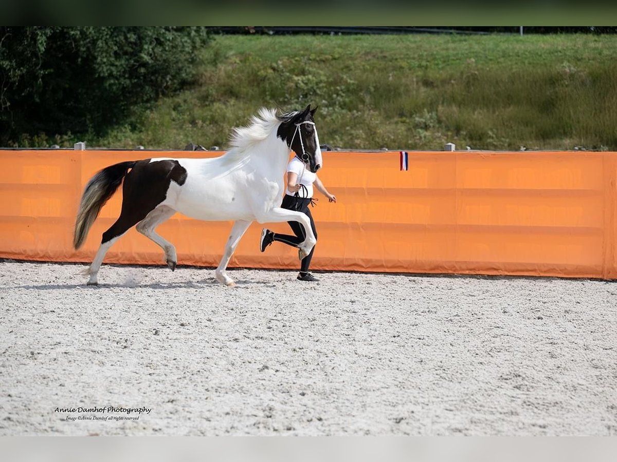 Barockpinto Stute 4 Jahre 167 cm Schecke in Schagen