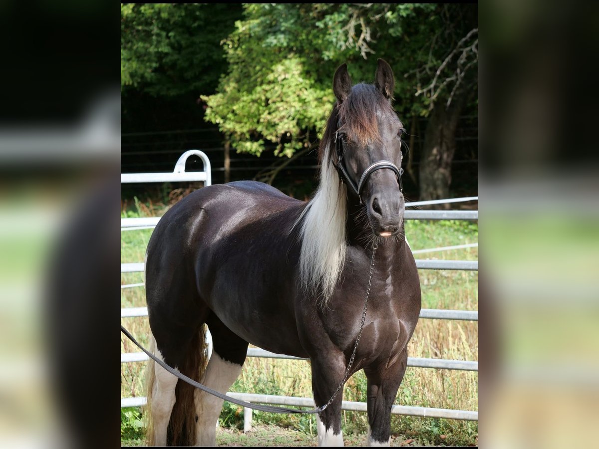 Barockpinto Mix Stute 6 Jahre 158 cm Schecke in Galenberg