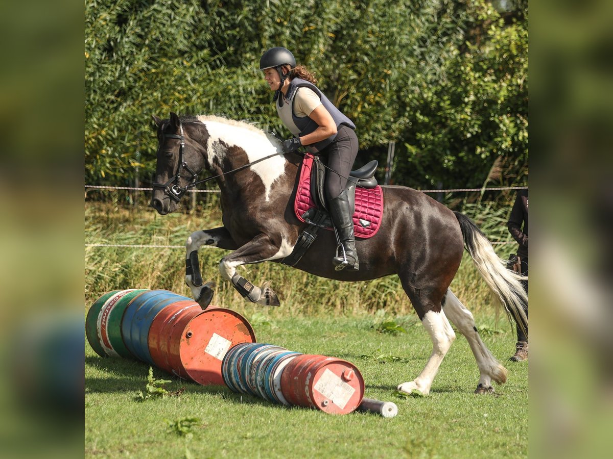 Barockpinto Stute 6 Jahre 160 cm Schecke in Hensbroek
