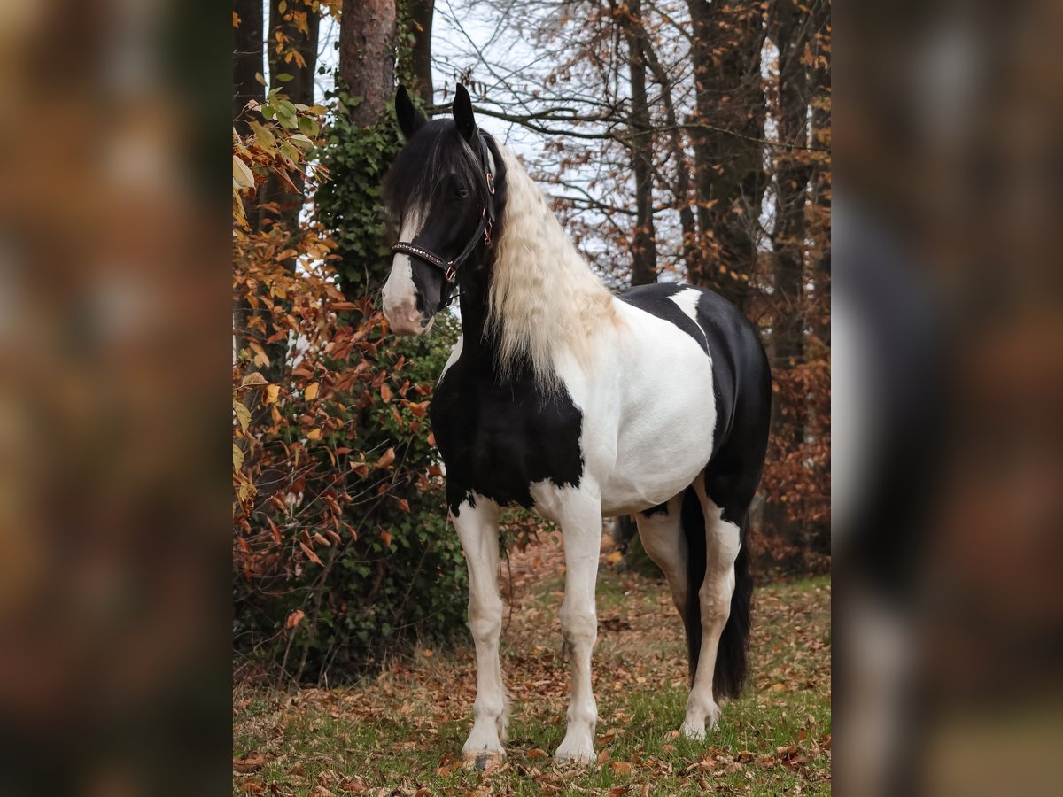 Barockpinto Stute 6 Jahre 162 cm Schecke in Saarlouis