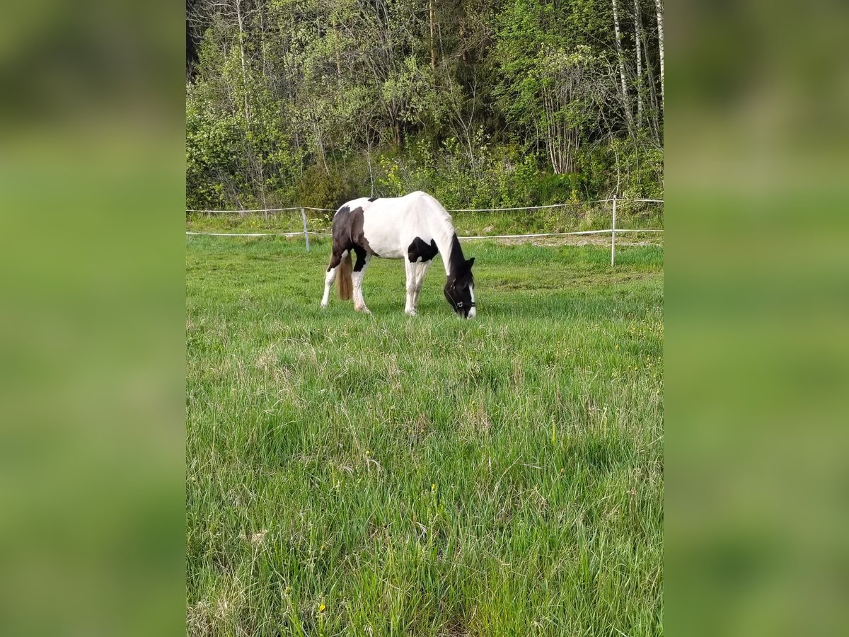 Barockpinto Stute 6 Jahre 168 cm Tobiano-alle-Farben in Porvoo