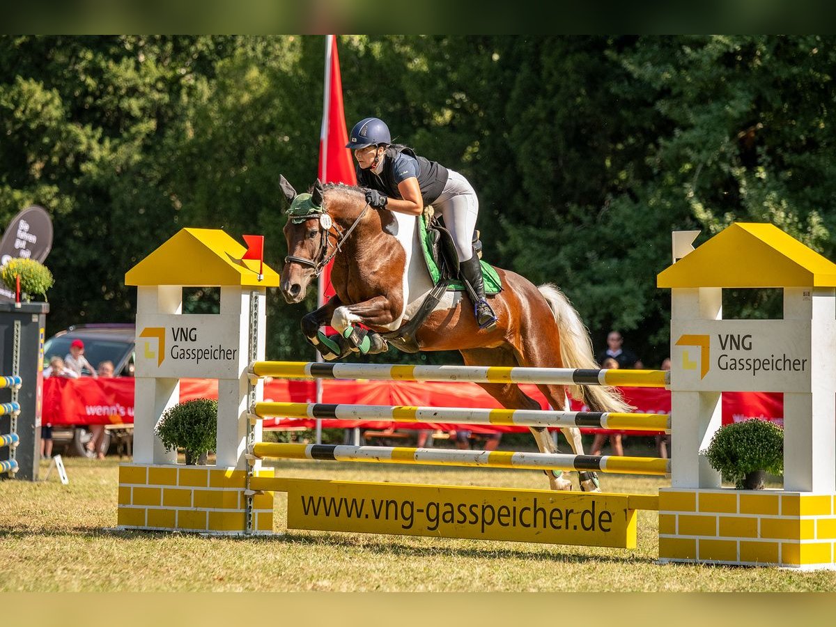 Barockpinto Stute 7 Jahre 155 cm Schecke in Milzau