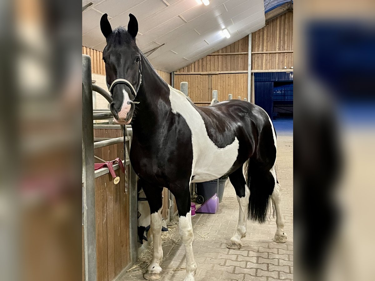Barockpinto Stute 8 Jahre 168 cm Schecke in D&#xFC;sseldorf