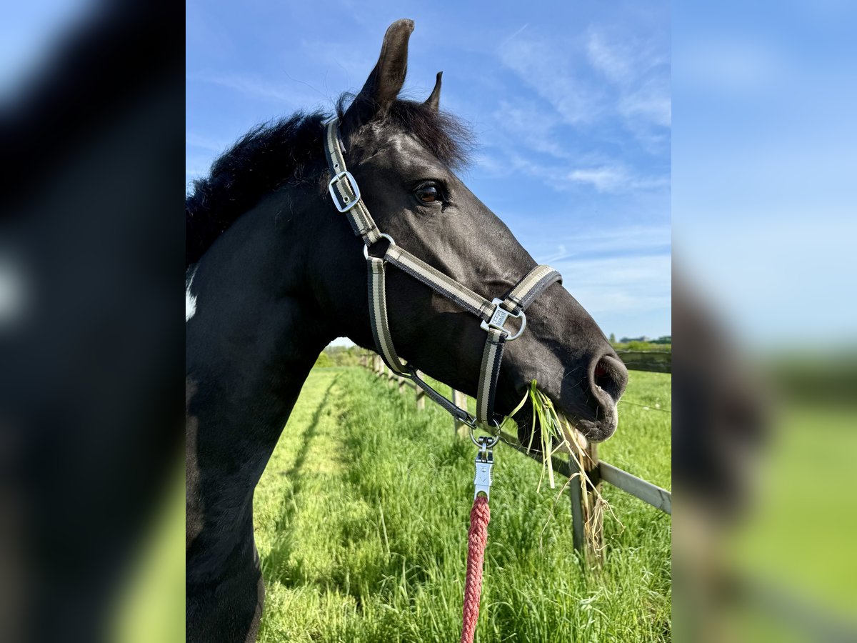 Barockpinto Stute 8 Jahre 168 cm Schecke in Erkrath