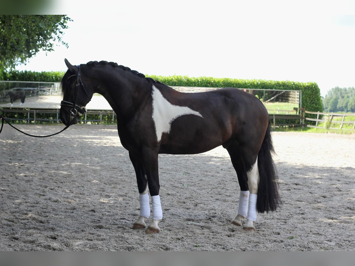 Barockpinto Valack 6 år 168 cm Pinto in Heiligerlee