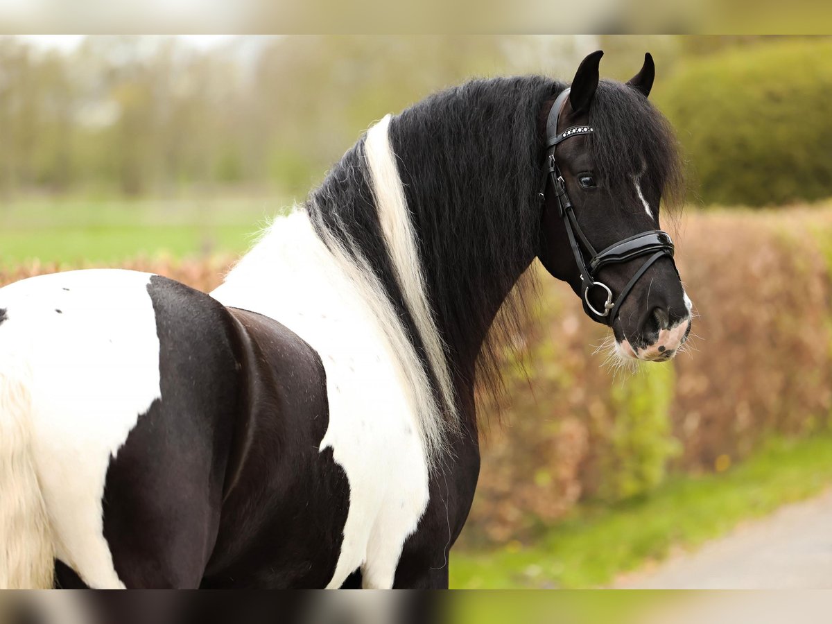 Barockpinto Wallach 4 Jahre 162 cm Schecke in Marum