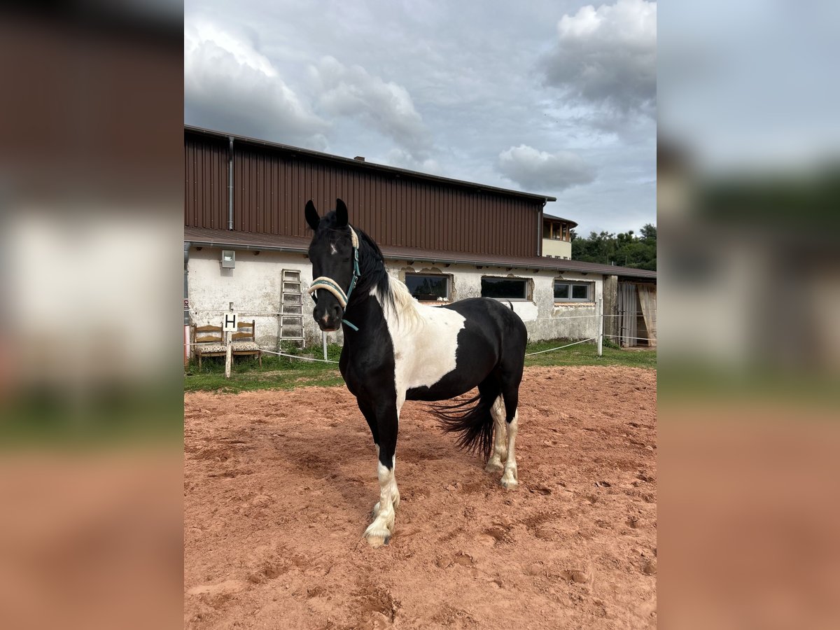 Barockpinto Wallach 4 Jahre 164 cm Schecke in Schmelz